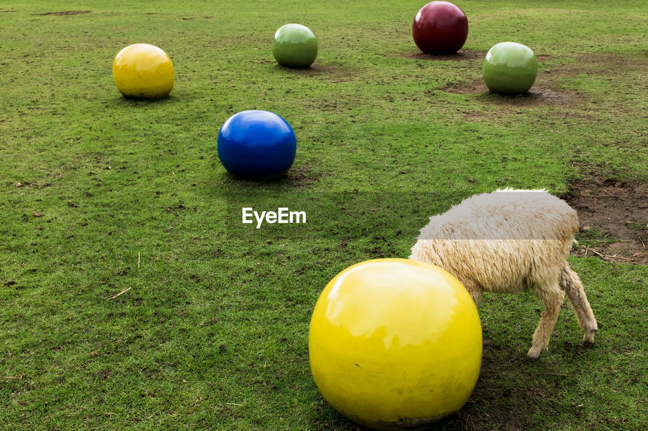 Side view of sheep standing by large yellow ball on field