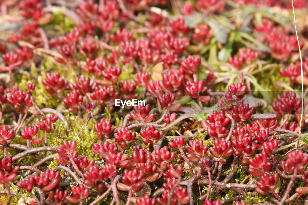 plant, freshness, red, beauty in nature, flower, flowering plant, nature, no people, growth, close-up, day, shrub, full frame, backgrounds, abundance, food and drink, fragility, focus on foreground, outdoors, food, land, selective focus, pink, field, wildflower, petal, green, plant part