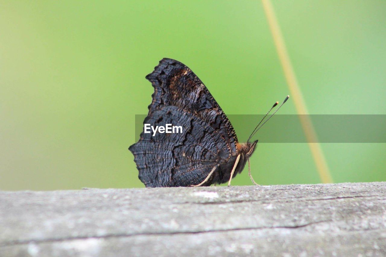 Side view of black butterfly on wooden log