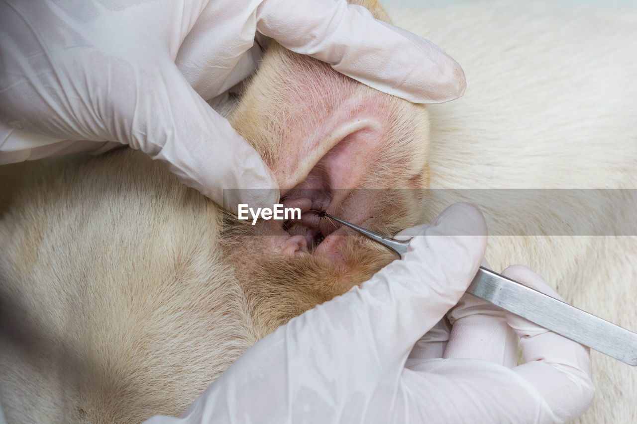 Cropped hand of vat removing louse from dog ear over white background