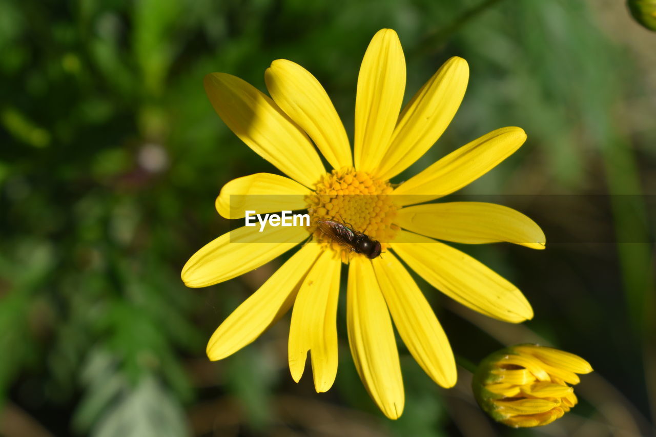 CLOSE-UP OF YELLOW HIBISCUS FLOWER