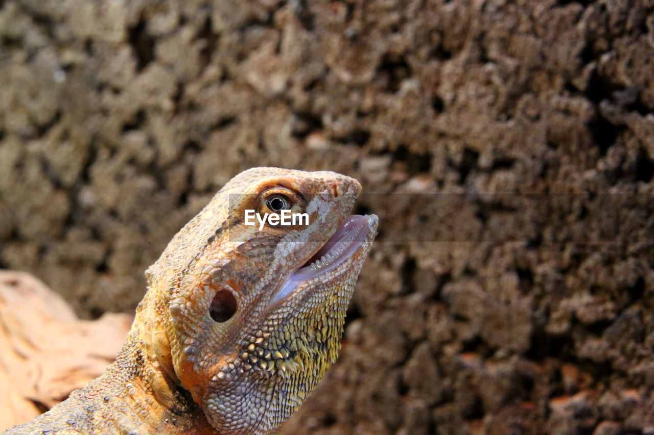 CLOSE-UP OF A ROCK