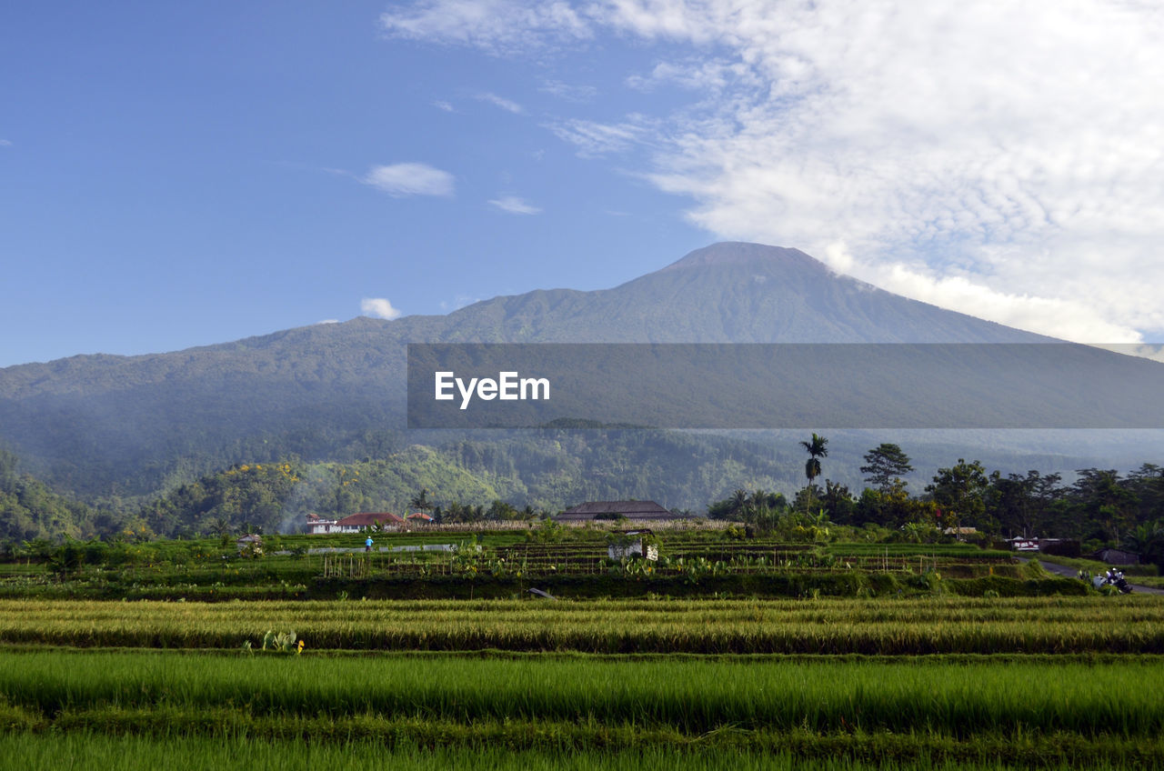 Scenic view of agricultural field against sky