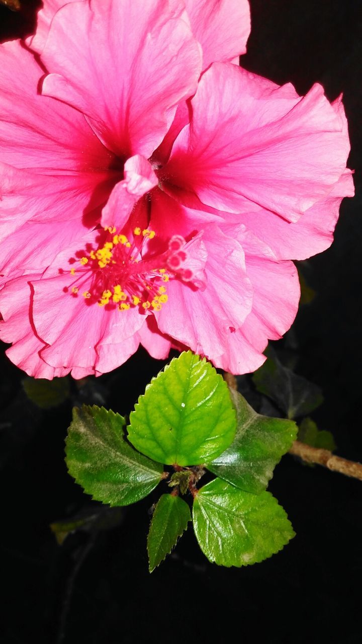 CLOSE-UP OF PINK FLOWERS BLOOMING