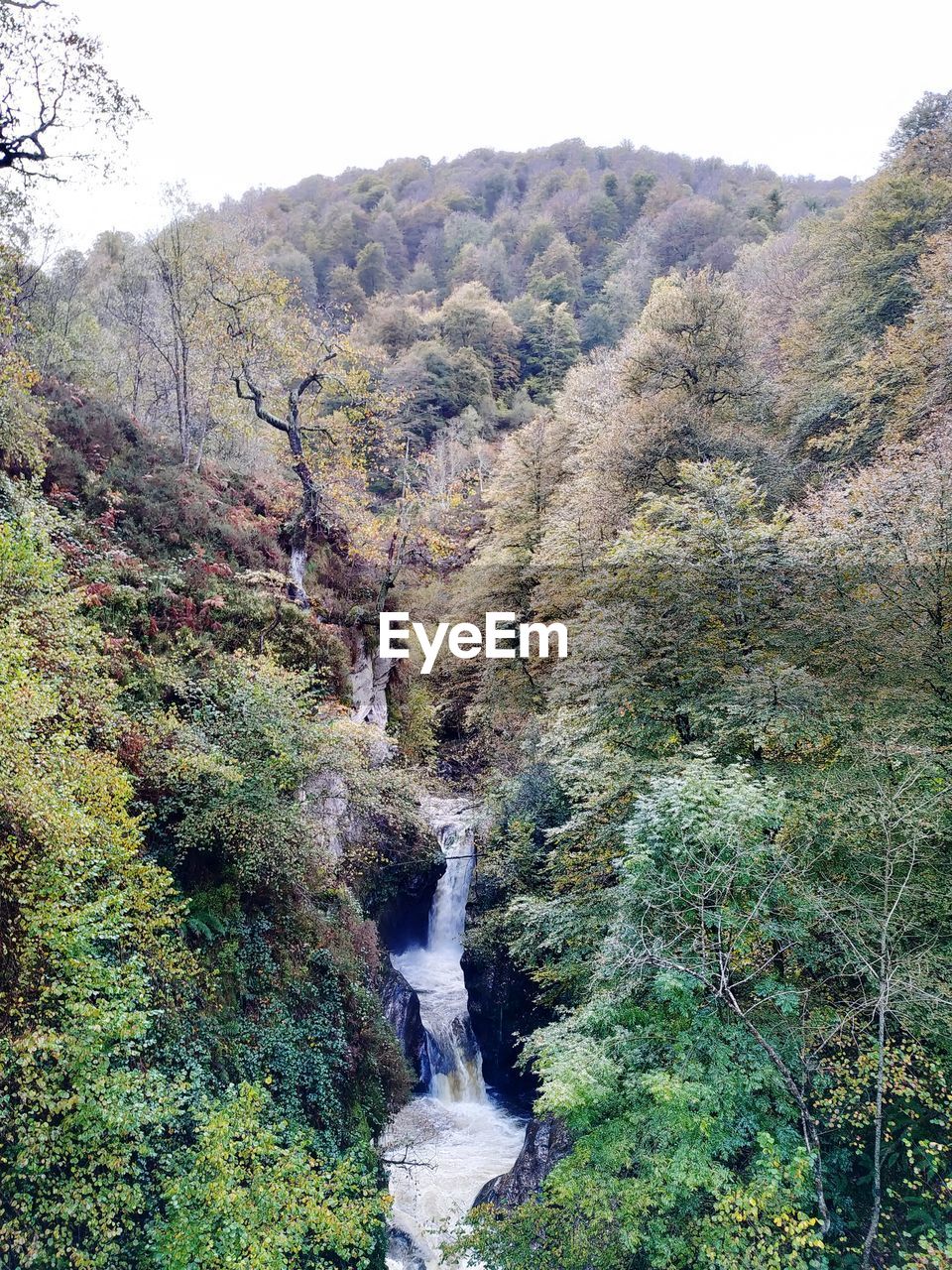 VIEW OF WATERFALL IN FOREST