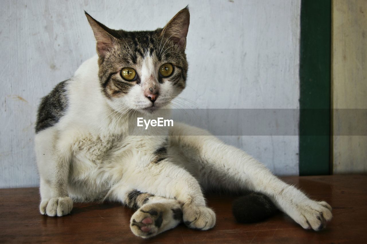 CLOSE-UP PORTRAIT OF CAT SITTING ON FLOOR