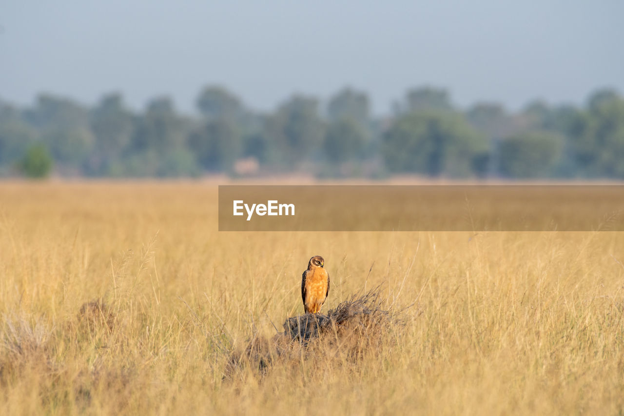 VIEW OF PERSON STANDING IN FIELD