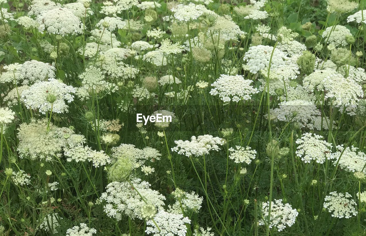 CLOSE-UP OF FLOWERS