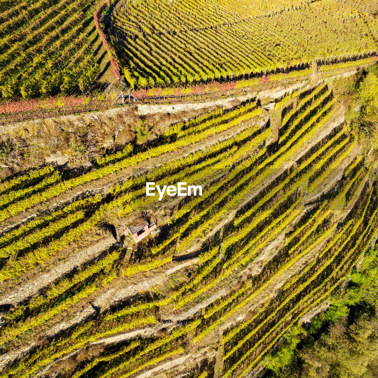 SCENIC VIEW OF VINEYARD ON FIELD