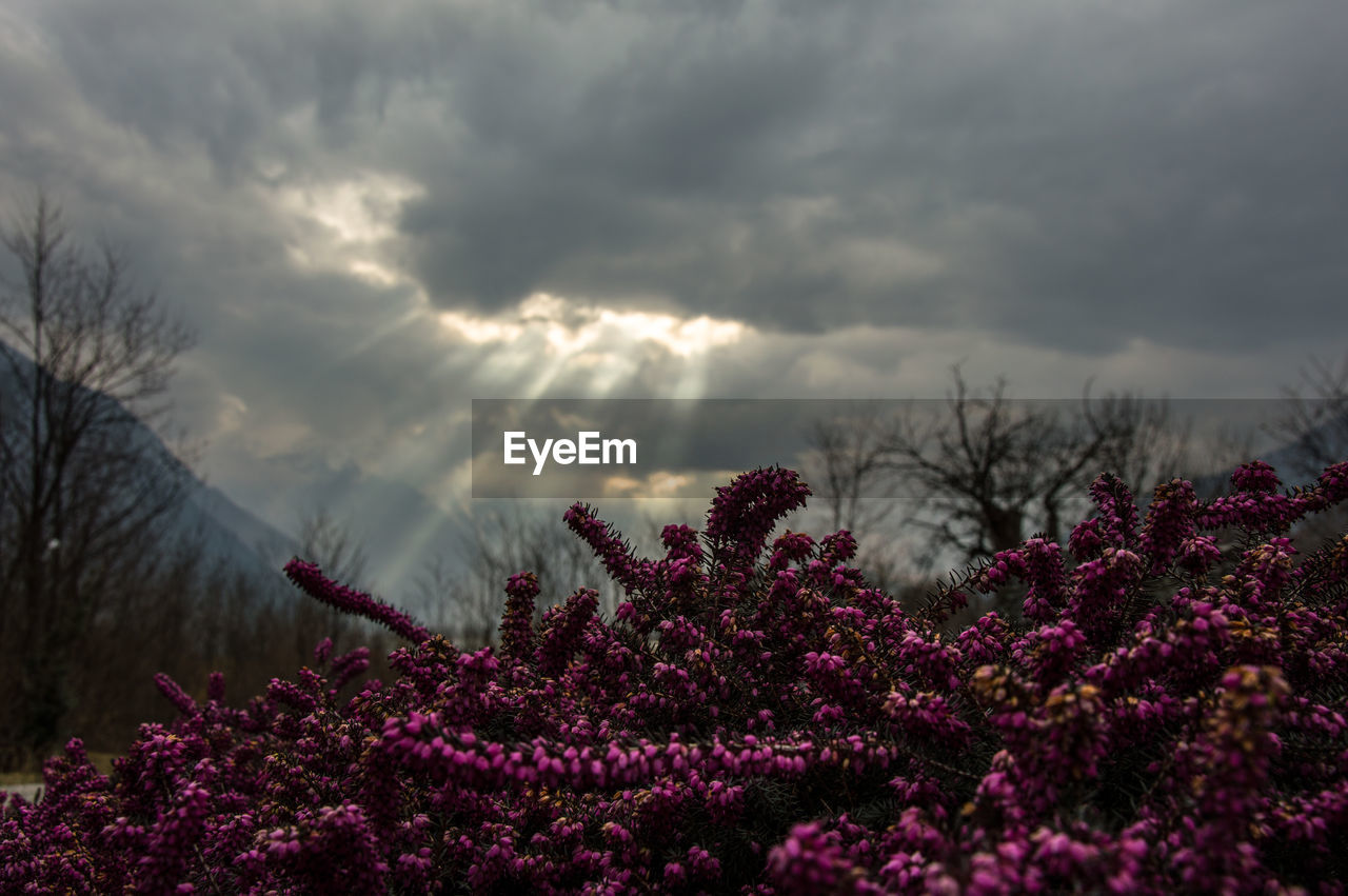 FRESH FLOWERS AGAINST CLOUDY SKY