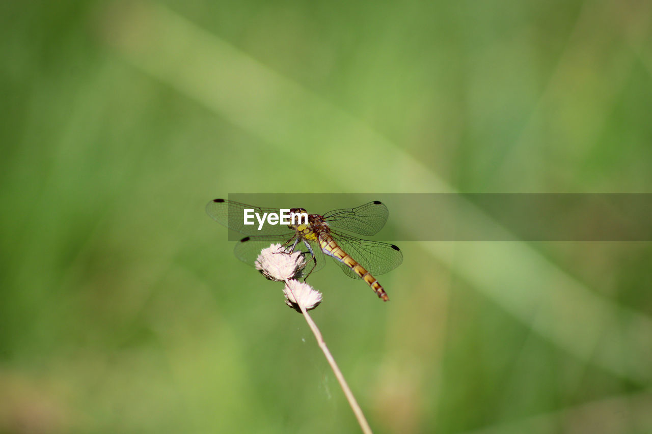 Close-up of dragonfly on grass resting 