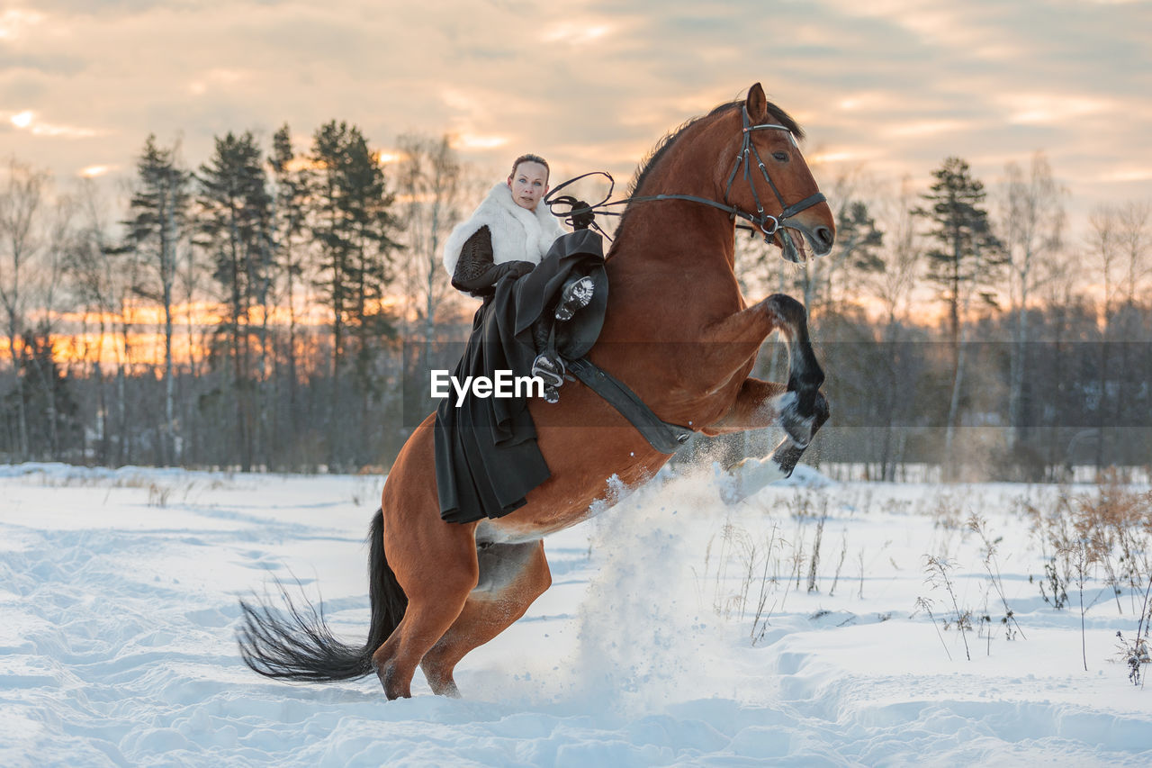 A girl in a white cloak rides a brown horse in winter. golden hour, setting sun. the horse rears up.