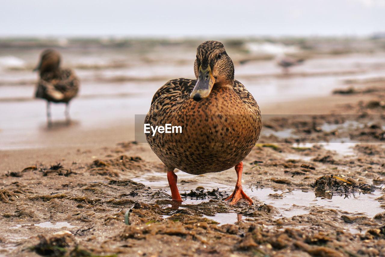 Mallard duck on beach