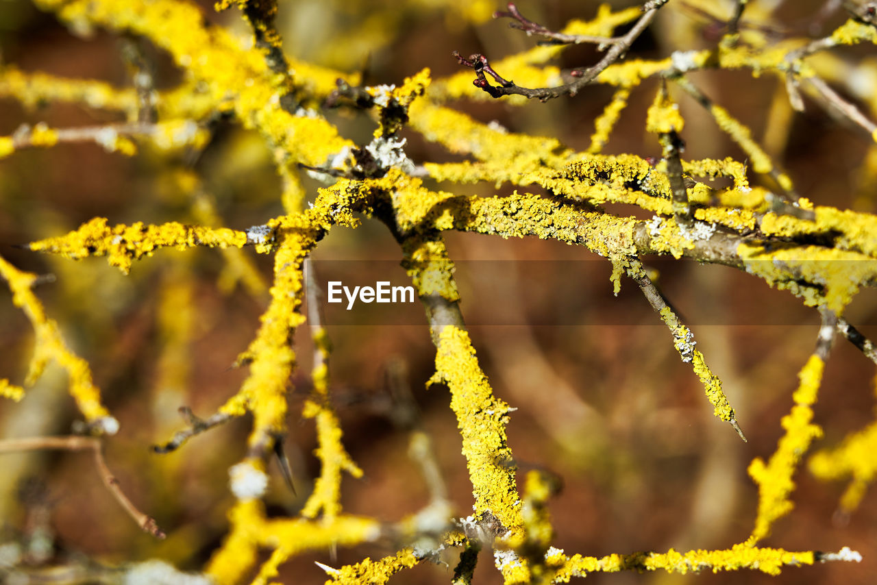 Close-up of yellow flowering plant