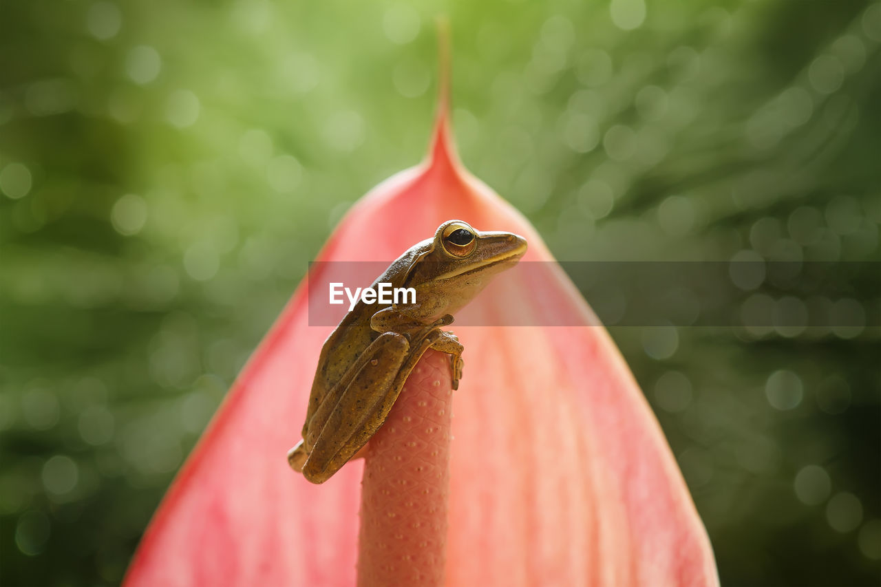 Close-up of frog on leaf