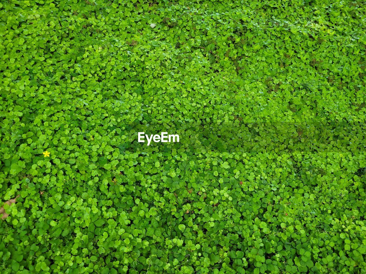 green, plant, full frame, backgrounds, grass, growth, nature, no people, high angle view, lawn, beauty in nature, foliage, soil, day, lush foliage, field, land, freshness, outdoors, leaf, tranquility, flooring, shrub, sports, playing field, moss, artificial turf, turf