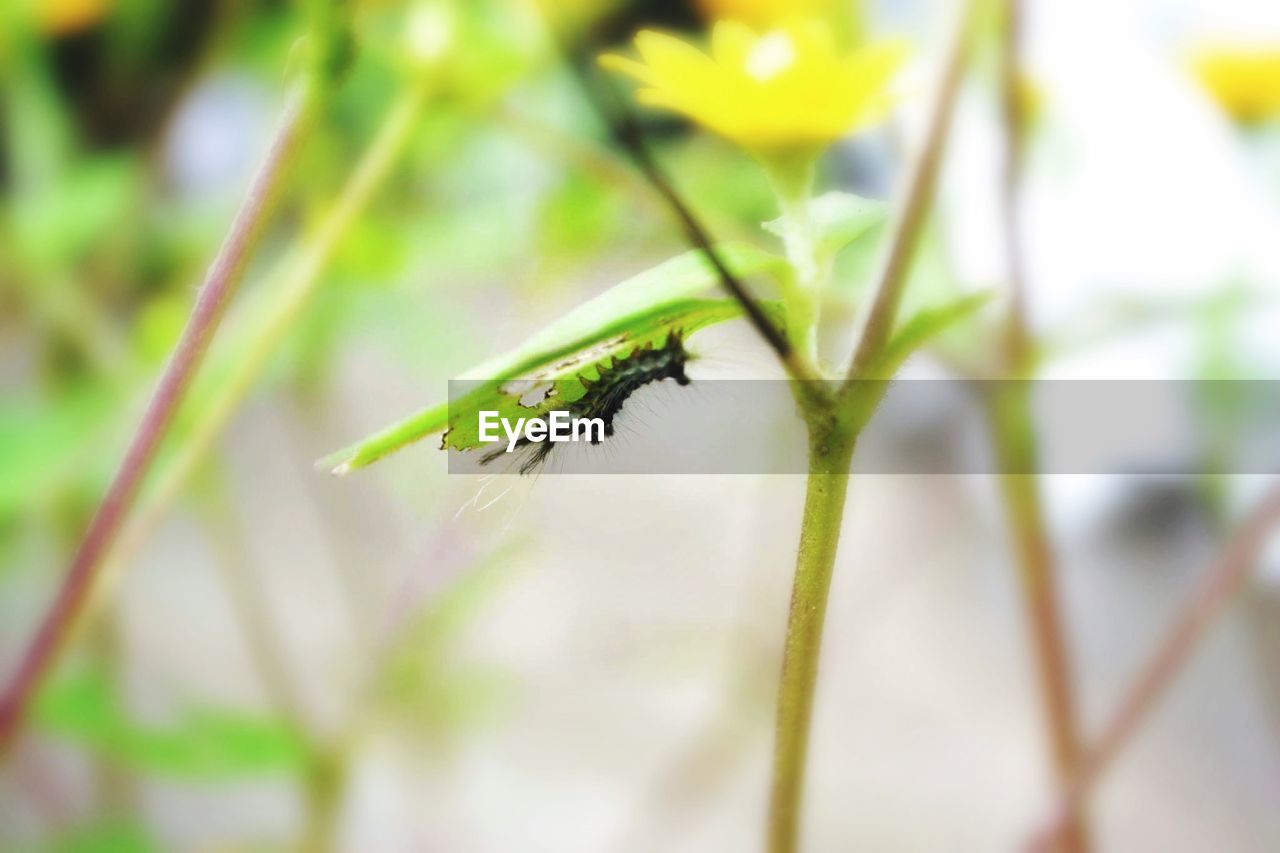 CLOSE-UP OF INSECT ON PLANT