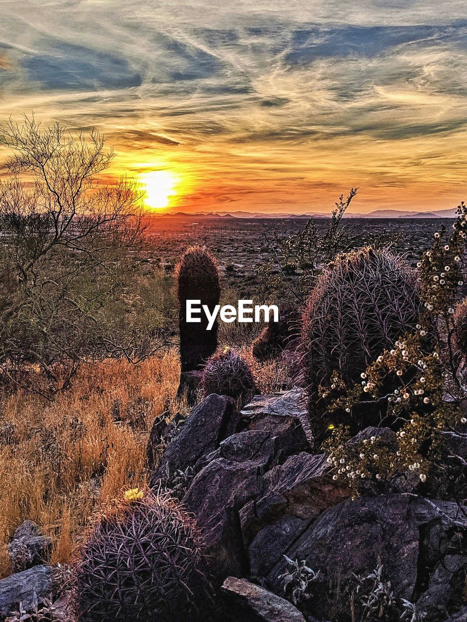 PLANTS GROWING ON FIELD DURING SUNSET