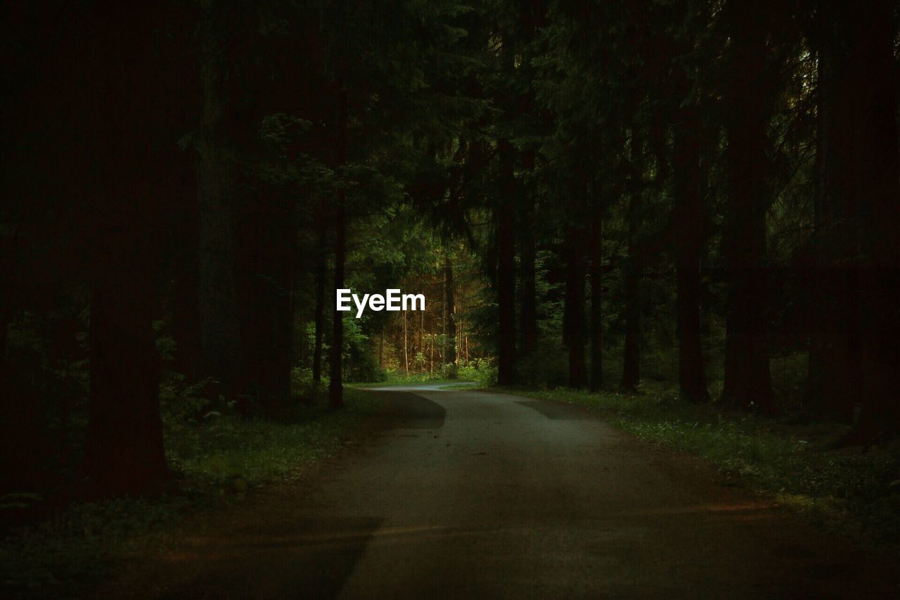 Street amidst trees in forest