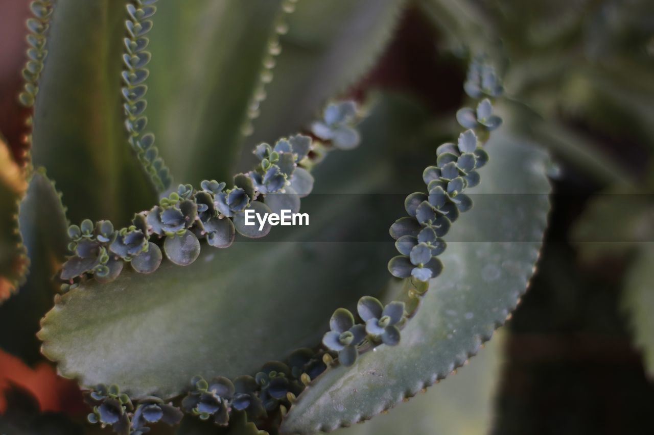 macro photography, close-up, plant, nature, flower, no people, leaf, growth, dew, selective focus, beauty in nature, moisture, frost, water, outdoors, focus on foreground, day, plant part, plant stem, jewelry, branch, green