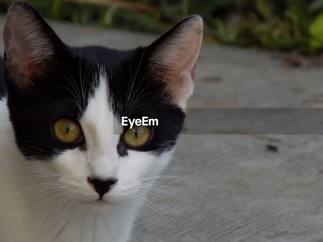 Close-up portrait of cat