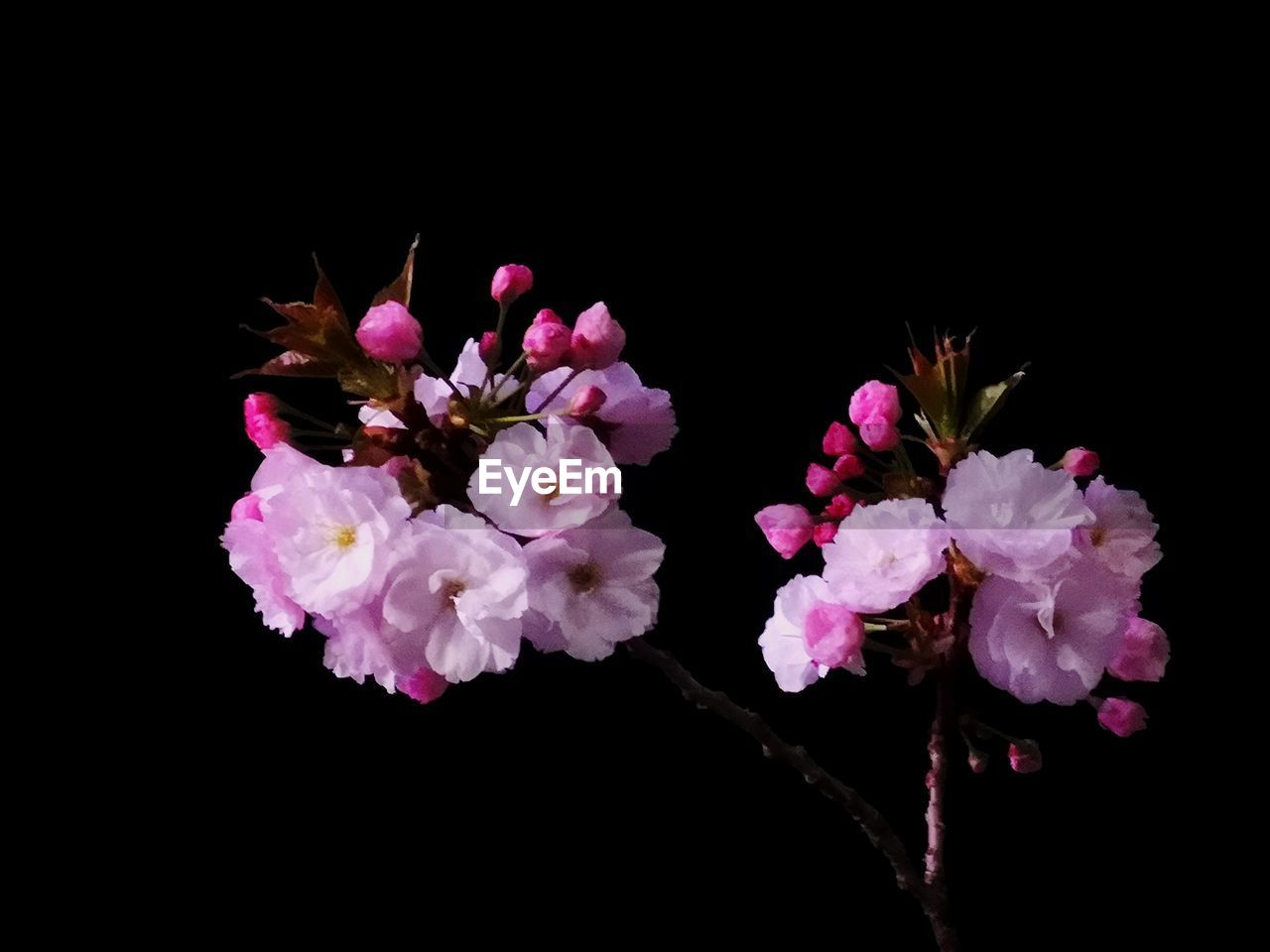 CLOSE-UP OF FRESH PINK FLOWERS AGAINST BLACK BACKGROUND