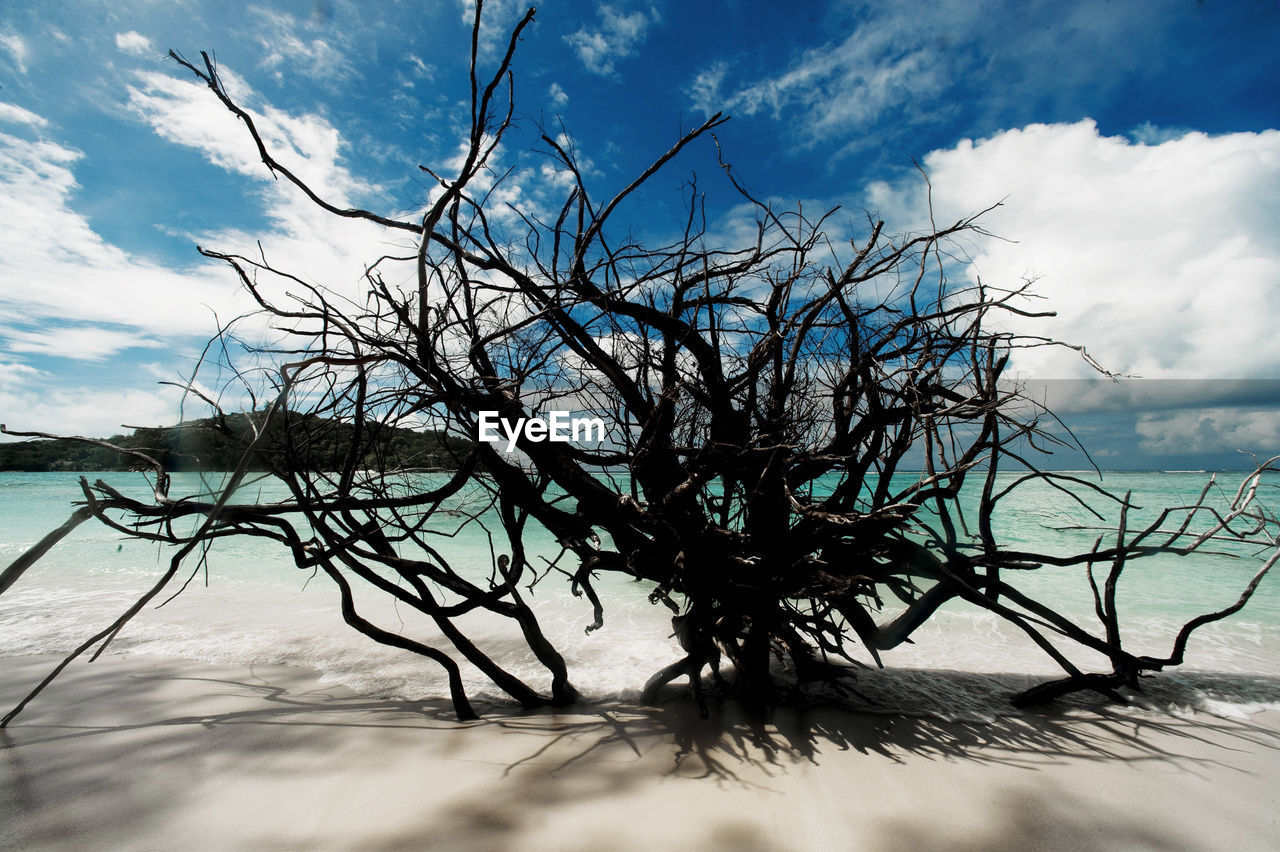 Tree by sea against sky