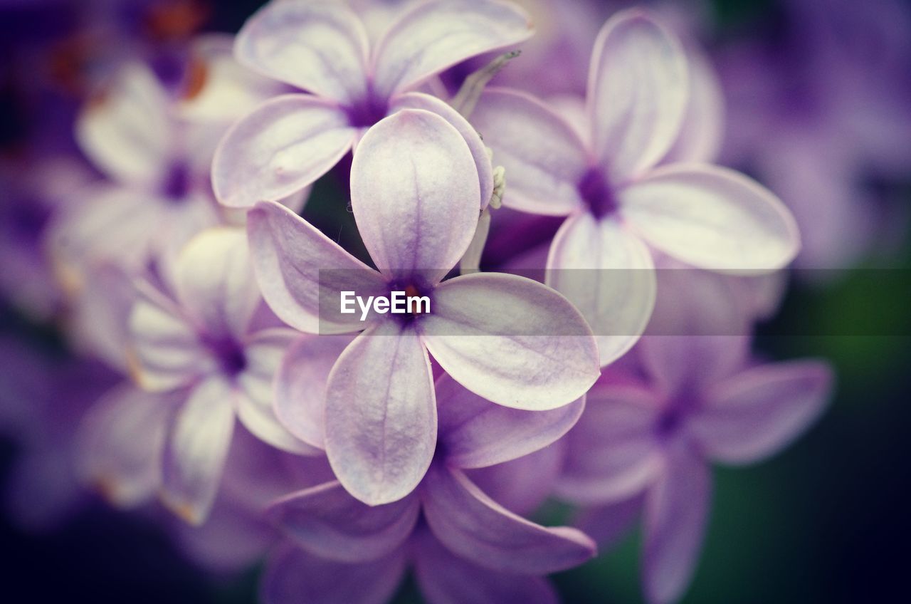 Close-up of purple flowering plant in park