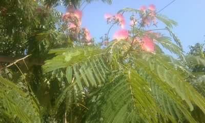 CLOSE-UP OF PLANTS ON FIELD