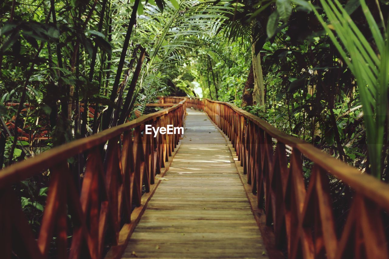 View of footbridge in forest