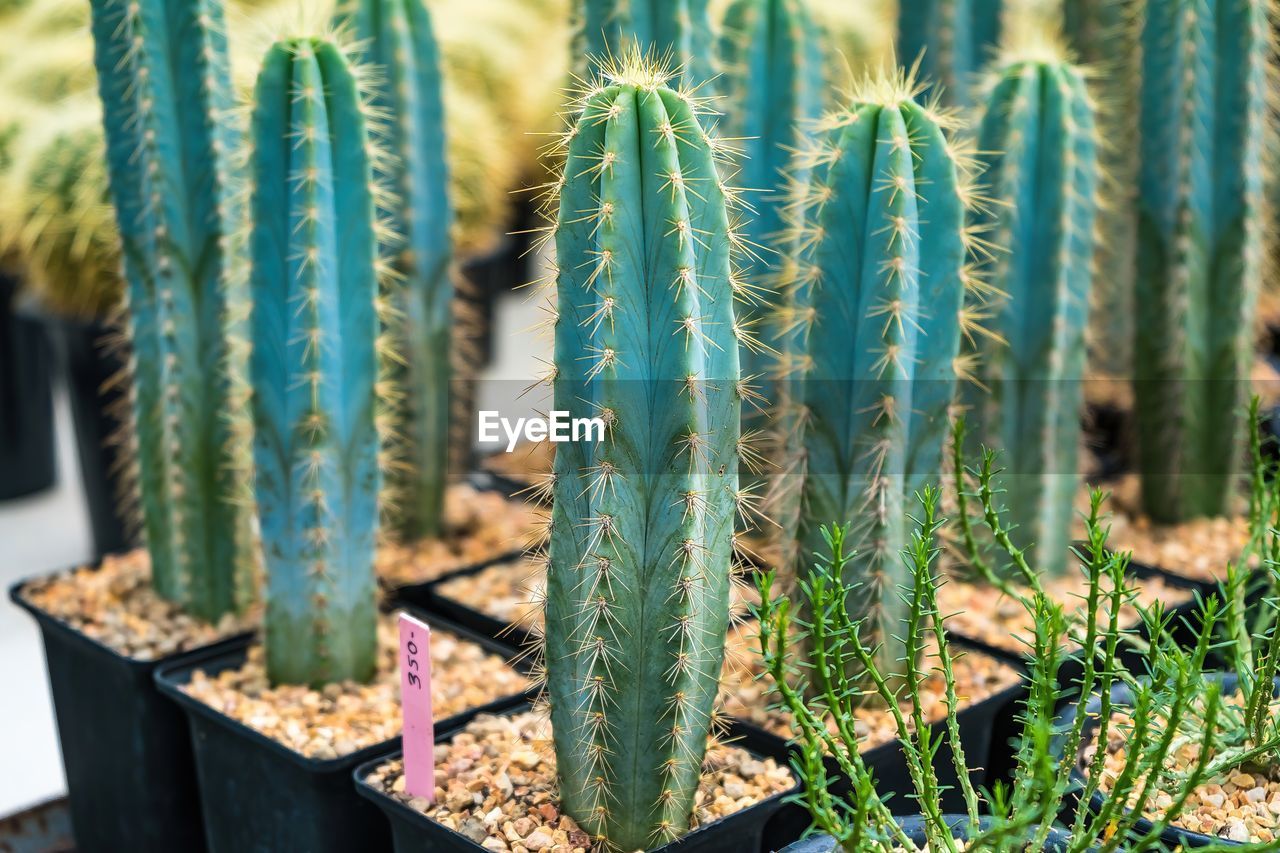 growth, plant, succulent plant, cactus, nature, thorn, beauty in nature, green, no people, day, san pedro cactus, sharp, flower, spiked, land, sunlight, outdoors, close-up, field, plant stem, focus on foreground, botany, tranquility, potted plant