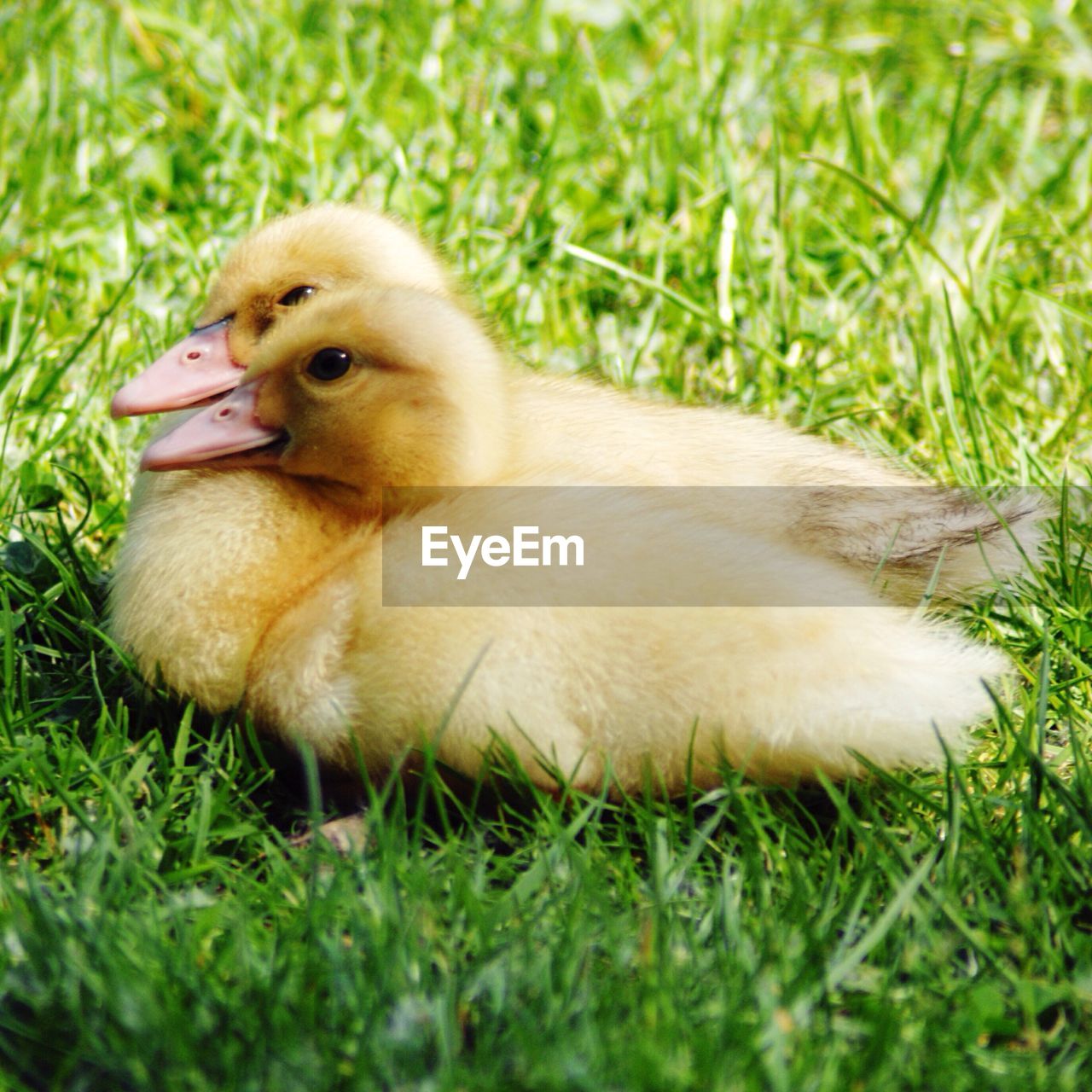 Ducks on grassy field