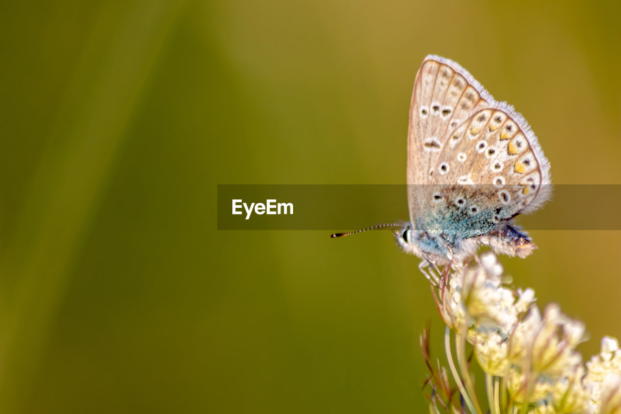 insect, animal wildlife, animal themes, animal, animal wing, beauty in nature, butterfly, one animal, nature, wildlife, macro, plant, close-up, animal body part, moths and butterflies, flower, macro photography, fragility, magnification, no people, focus on foreground, summer, perching, flowering plant, environment, green, freshness, outdoors, extreme close-up, tranquility, full length, bright, side view, selective focus, light, feeding, grass, copy space, light effect, yellow, awe, day, spread wings