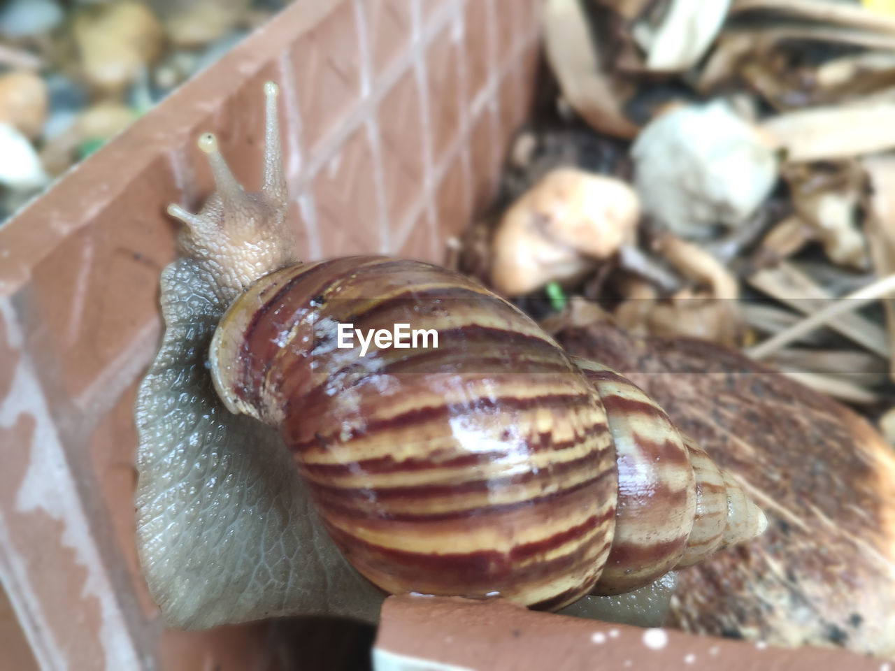 CLOSE-UP OF SNAILS