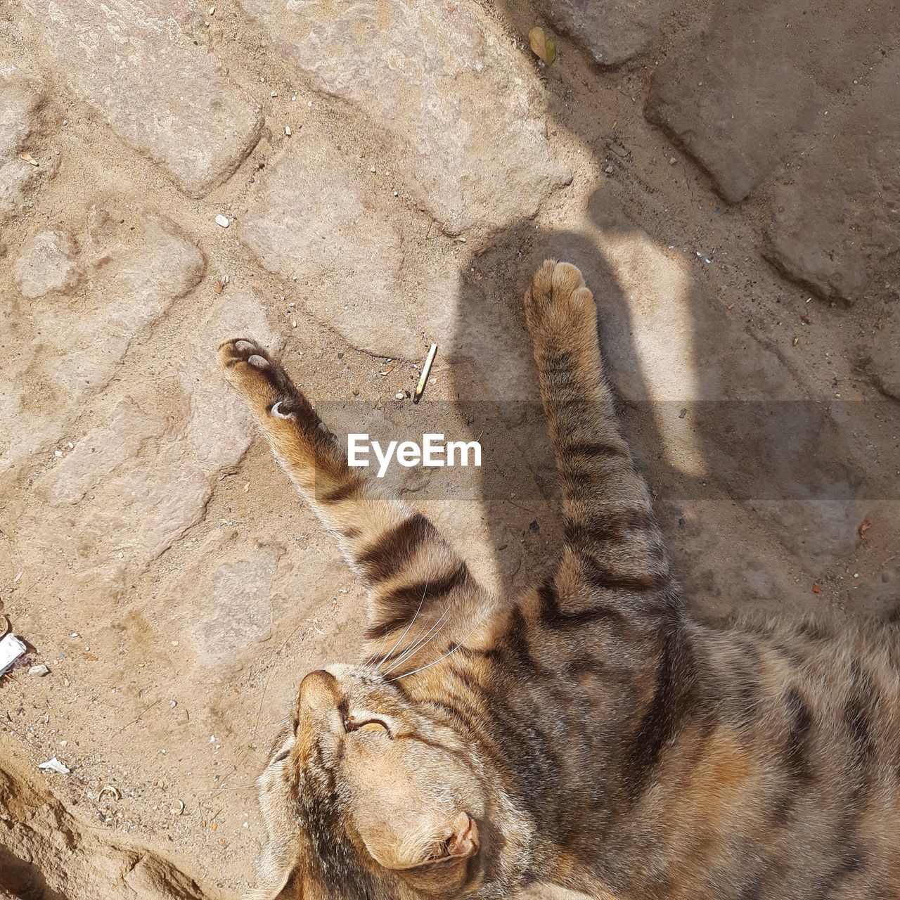 HIGH ANGLE VIEW OF CAT ON GROUND