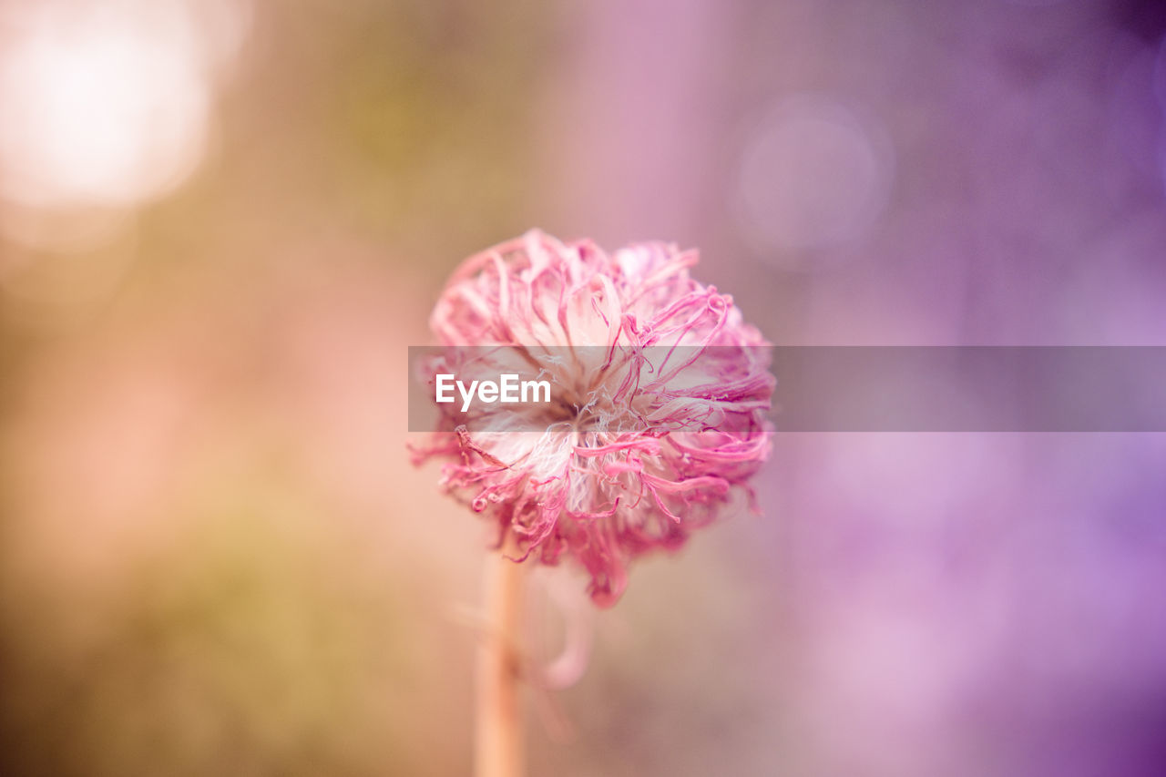 Close-up of pink flowering plant