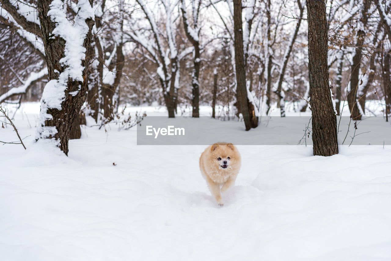 PORTRAIT OF DOG IN SNOW