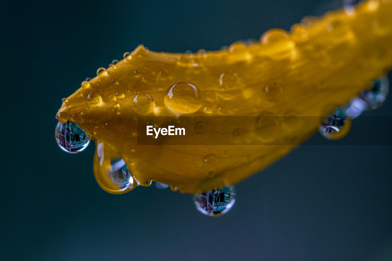 Close-up of raindrops on leaf