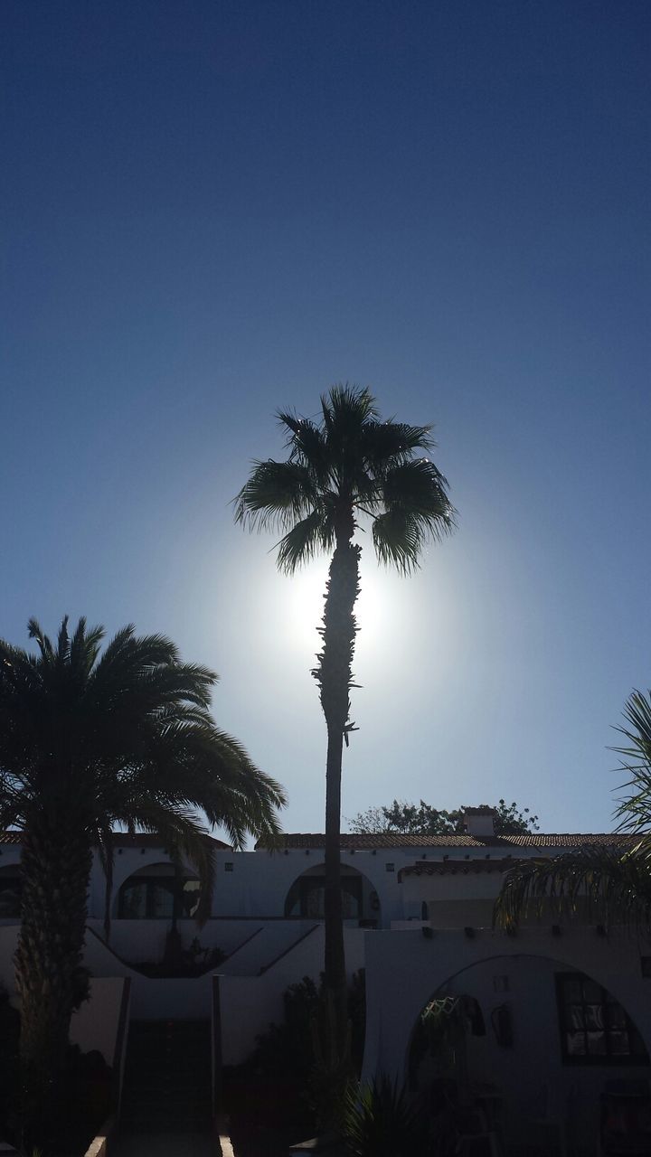 PALM TREES AGAINST CLEAR SKY