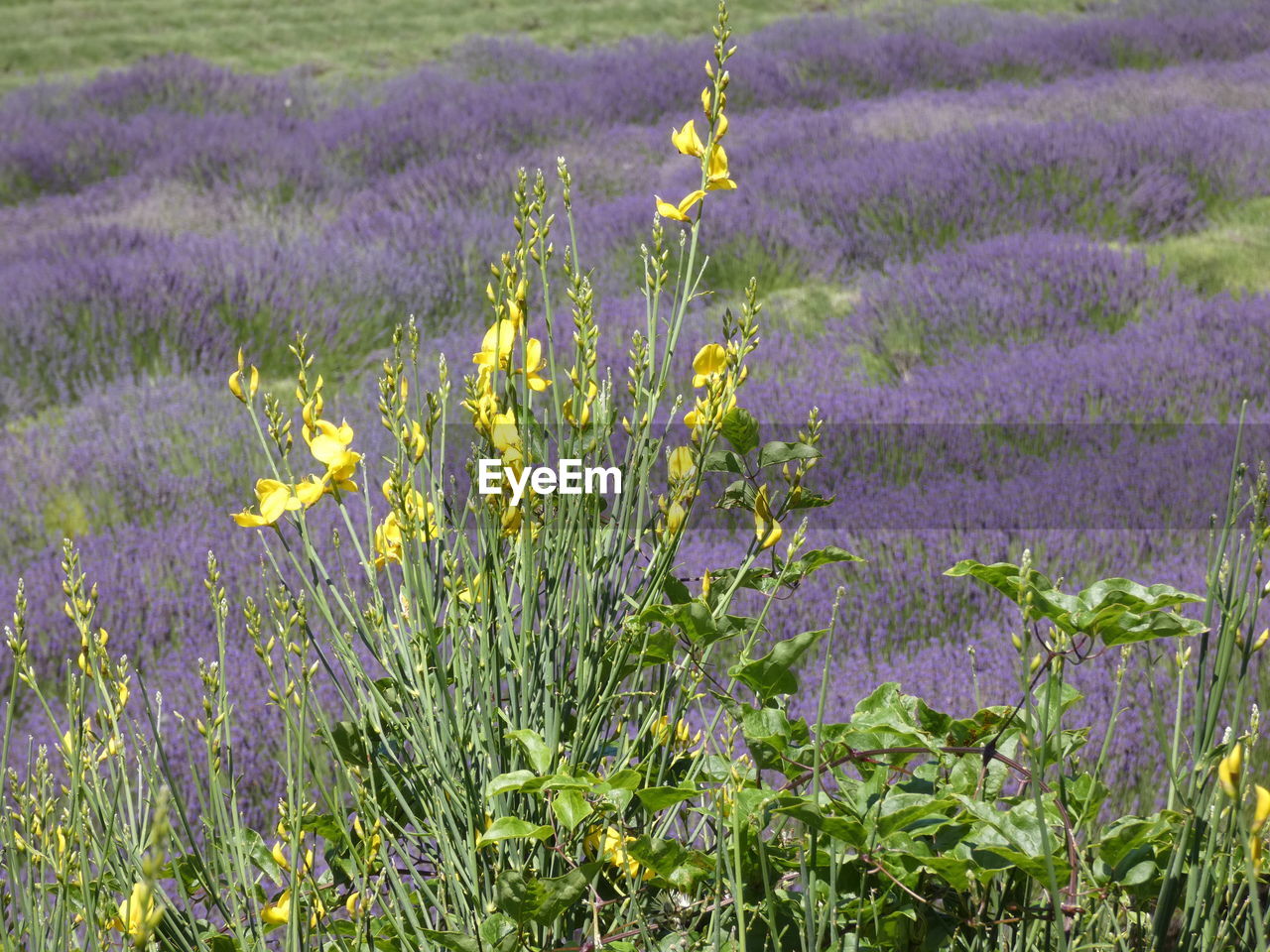 FRESH PURPLE FLOWERING PLANTS IN FIELD