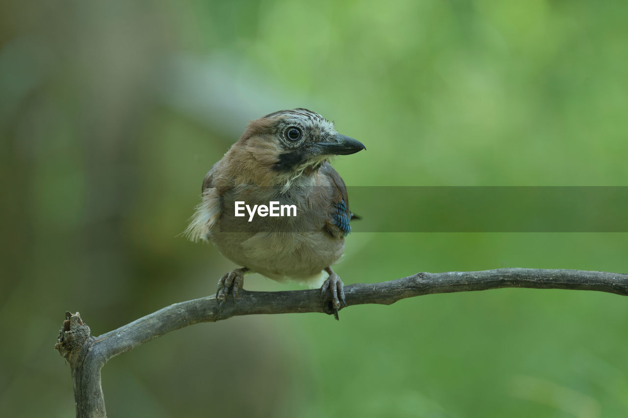 Close-up of bird perching on branch