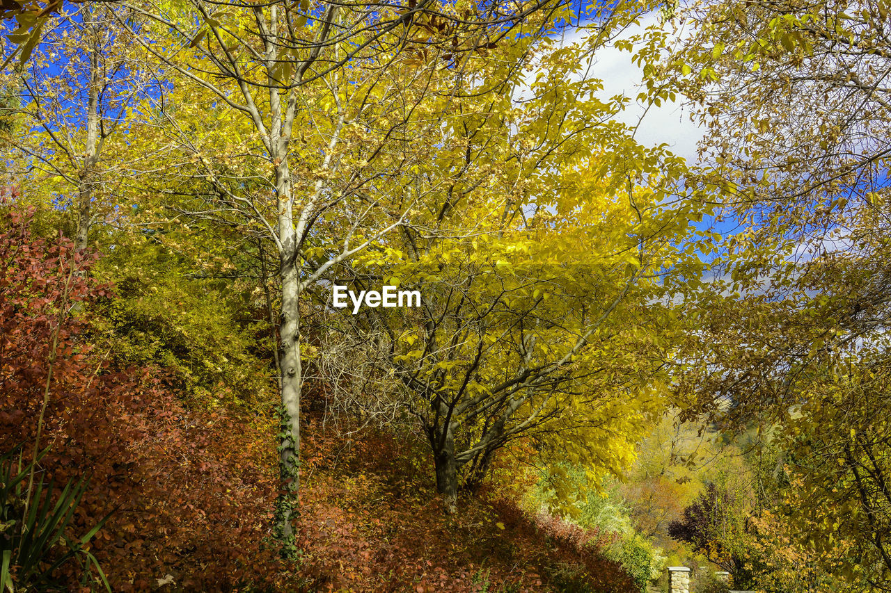 Trees in forest during autumn