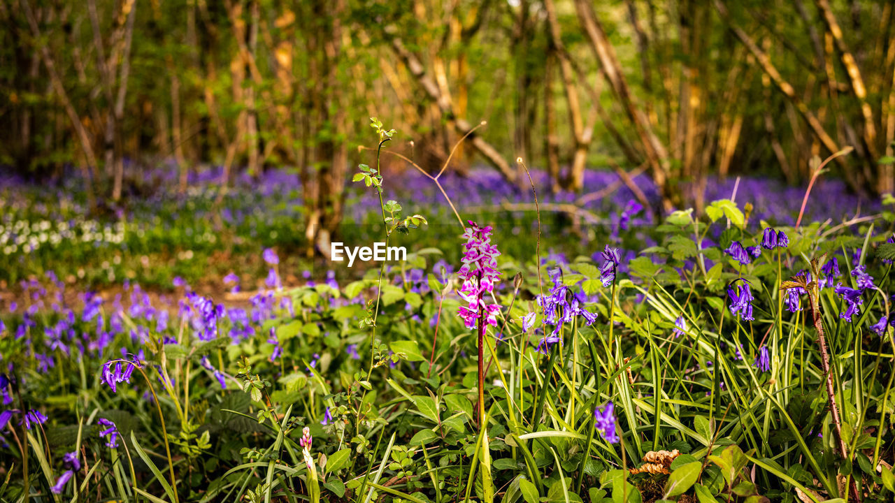 A close up of early purple orchid orchis mascula among bluebells