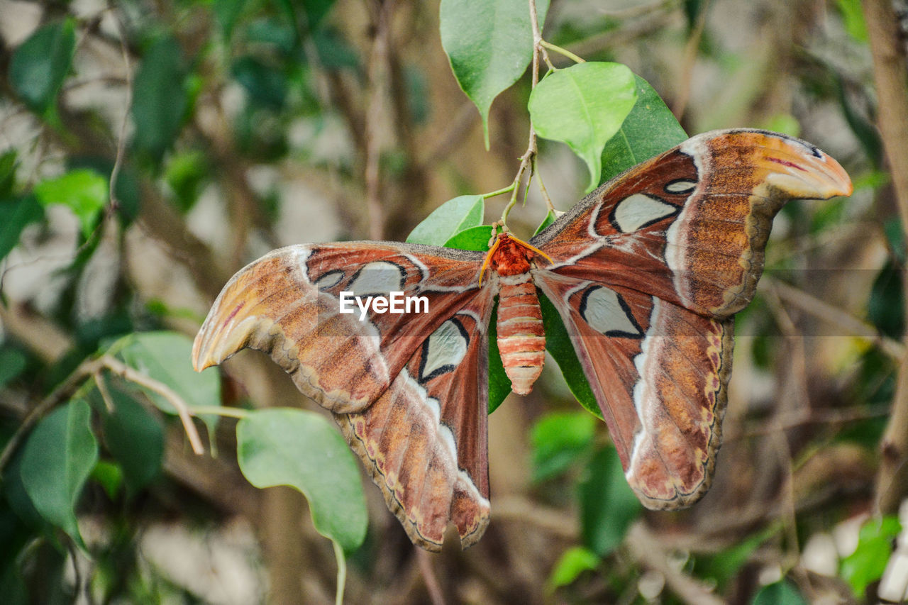 Close-up of butterfly on plant