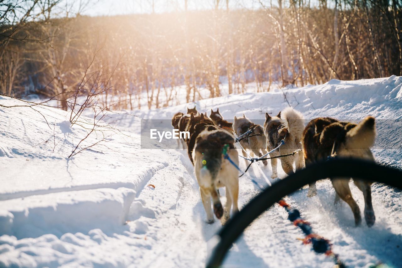 Dogs pulling sled on snow covered landscape during winter