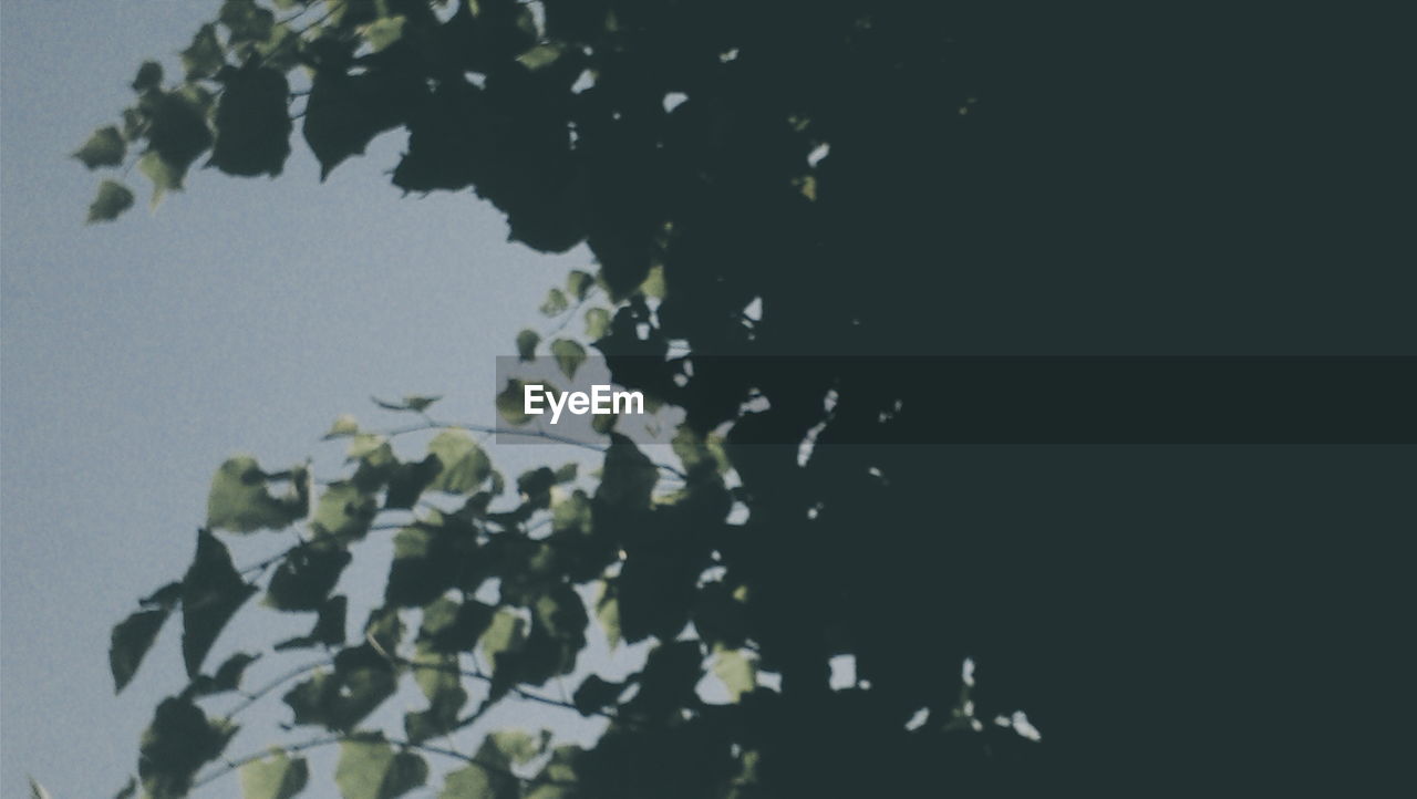 REFLECTION OF TREE ON CALM LAKE