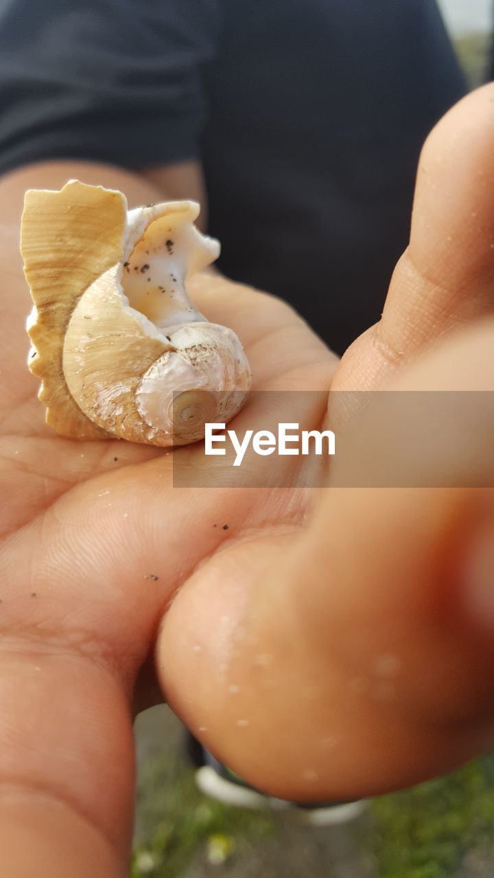 Cropped image of person holding seashell