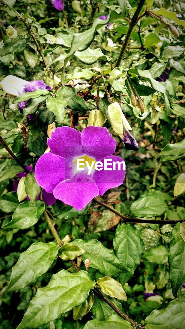 CLOSE-UP OF PURPLE FLOWERS BLOOMING IN PARK