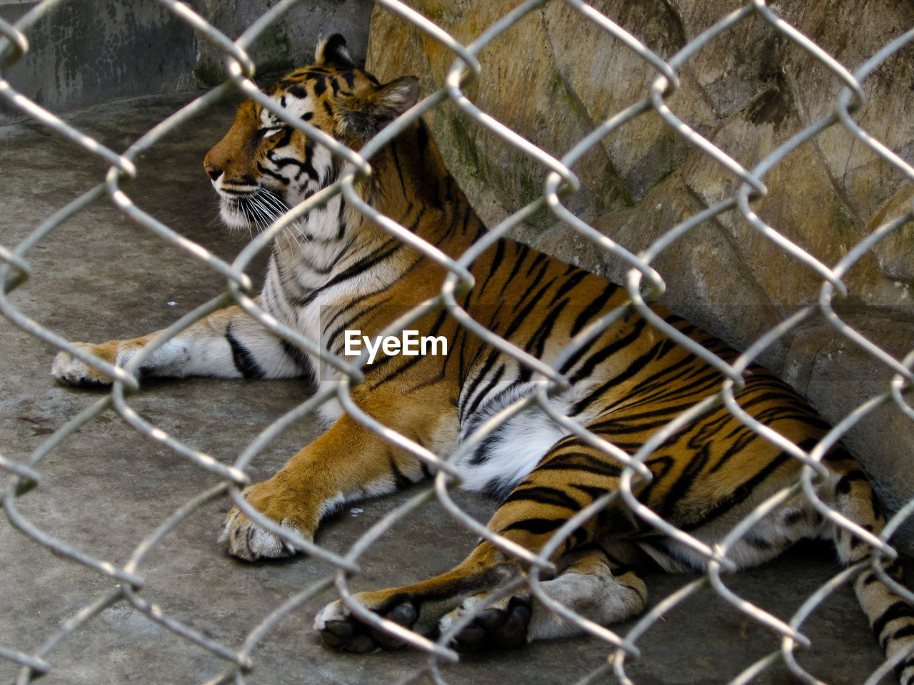 VIEW OF CAT IN CAGE