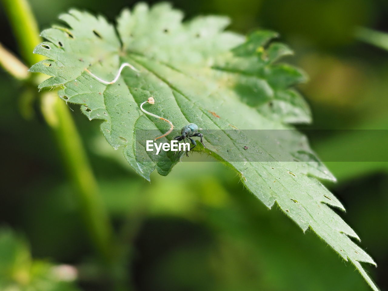 CLOSE-UP OF GREEN LEAVES